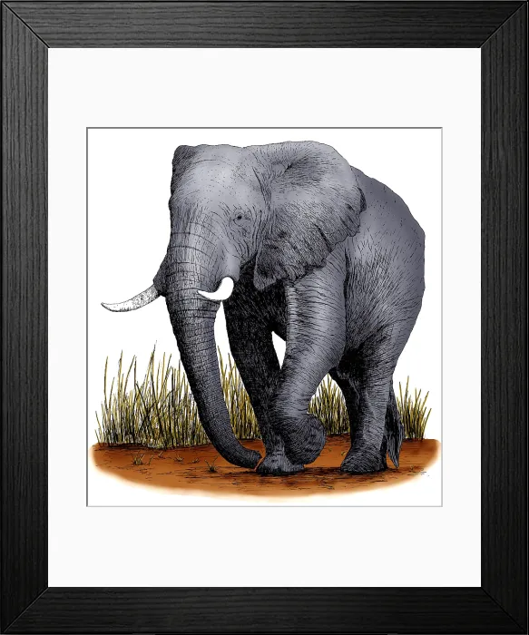 Framed Print : African Elephant