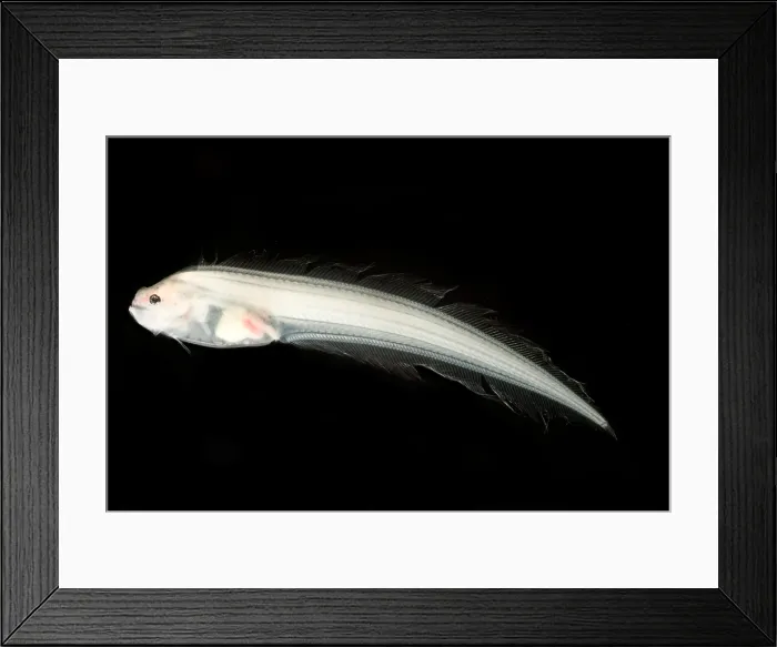 Framed Print : Assfish (Bassozetus sp.) Framed Print : Assfish (Bassozetus sp.)