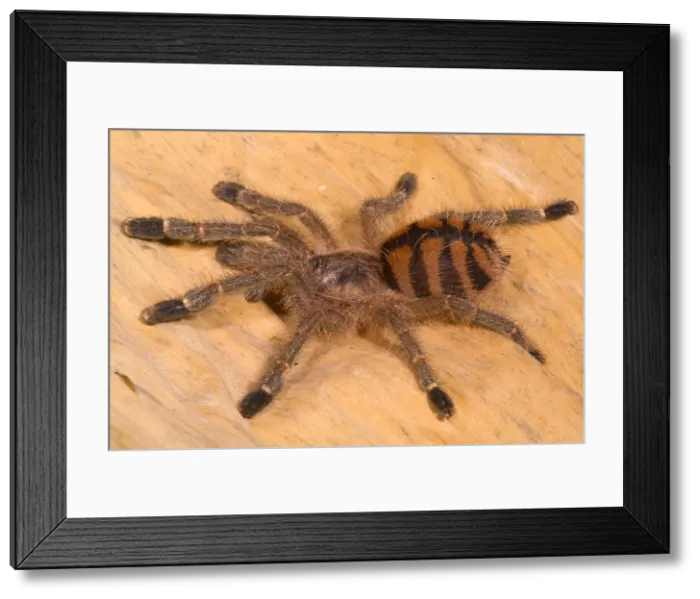 Framed Print : Red Stripe Pink Toe Tarantula