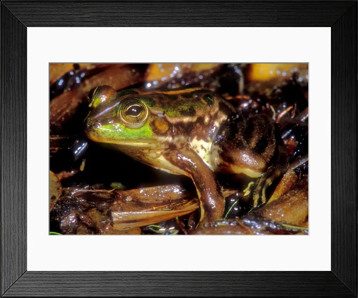 Framed Print : Tocantins River Pseudid Frog Framed Print : Tocantins River Pseudid Frog