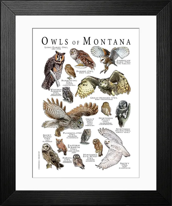 Framed Print : Owls of Montana