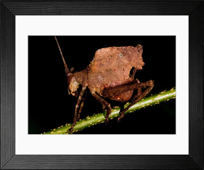 Framed Print : Leaf Katydid Framed Print : Leaf Katydid