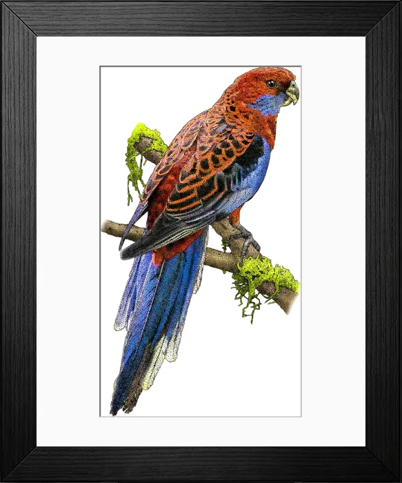 Framed Print : Crimson rosella Framed Print : Crimson rosella