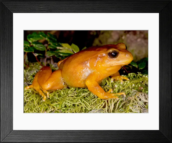 Framed Print : Chilean Tomato Frog