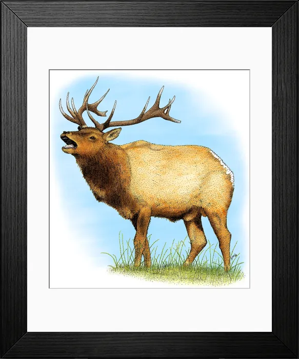 Framed Print : Tule Elk, (Cervus canadensis nannodes) Framed Print : Tule Elk, (Cervus canadensis nannodes)