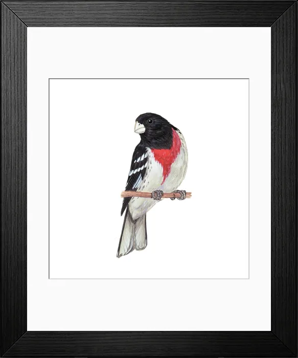 Framed Print : Rose-breasted grosbeak Framed Print : Rose-breasted grosbeak