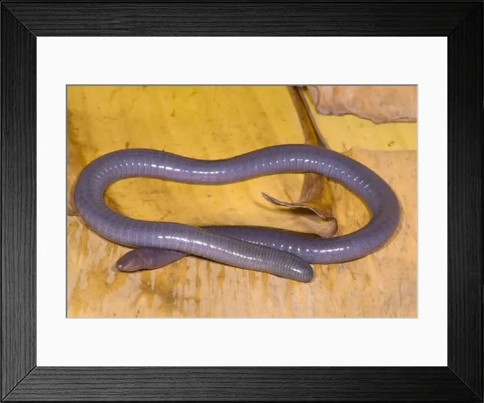 Framed Print : Congo Caecilian Framed Print : Congo Caecilian