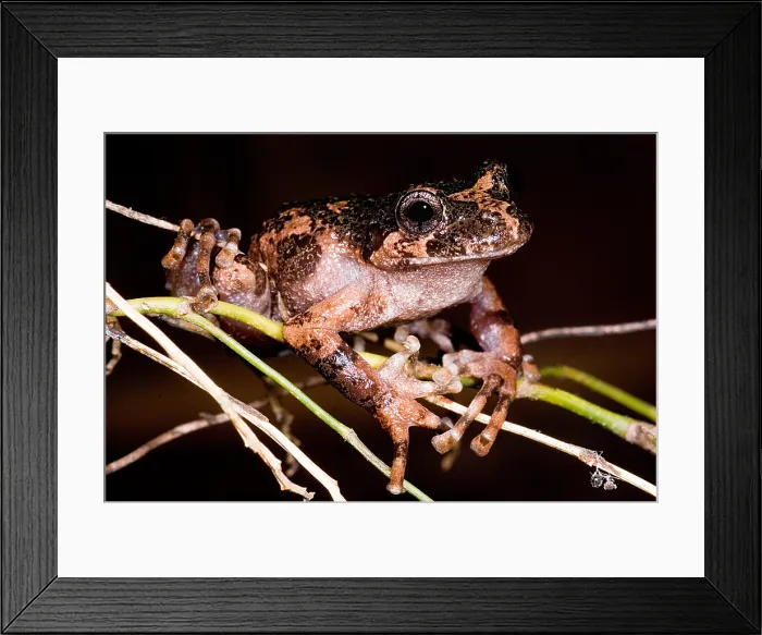 Framed Print : Gray Wood Frog Framed Print : Gray Wood Frog