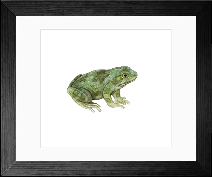 Framed Print : Cope's Gray Tree Frog Framed Print : Cope's Gray Tree Frog