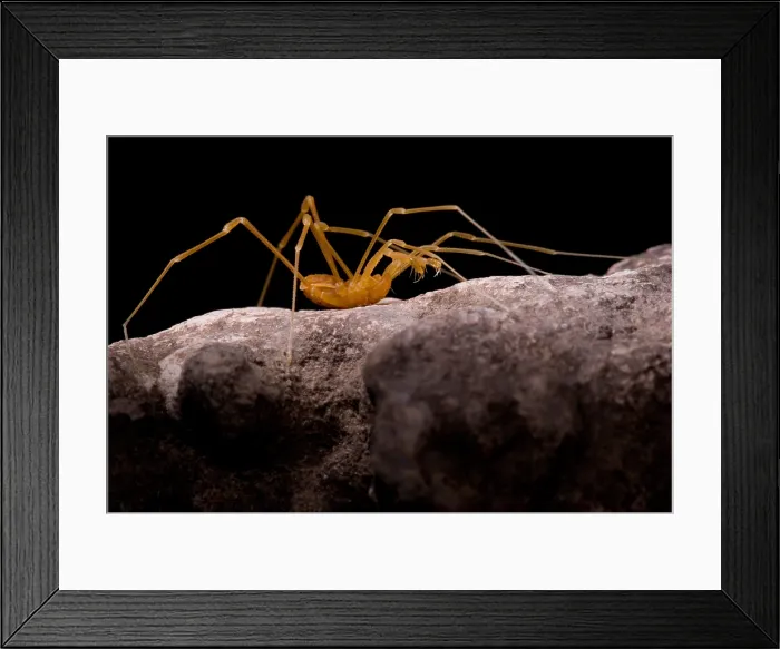 Framed Print : Cave Harvestman