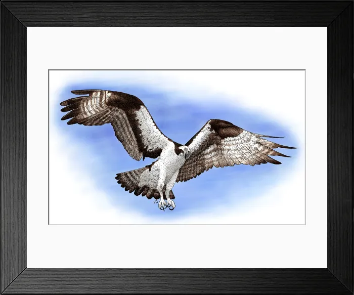 Framed Print : Osprey, (Pandion haliaetus) Framed Print : Osprey, (Pandion haliaetus)
