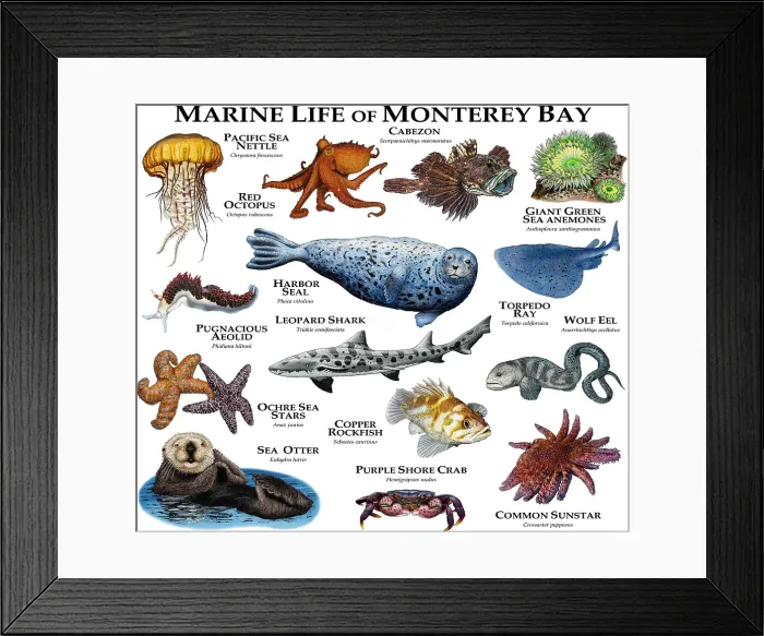 Framed Print : Marine Life of Monterey Bay Framed Print : Marine Life of Monterey Bay