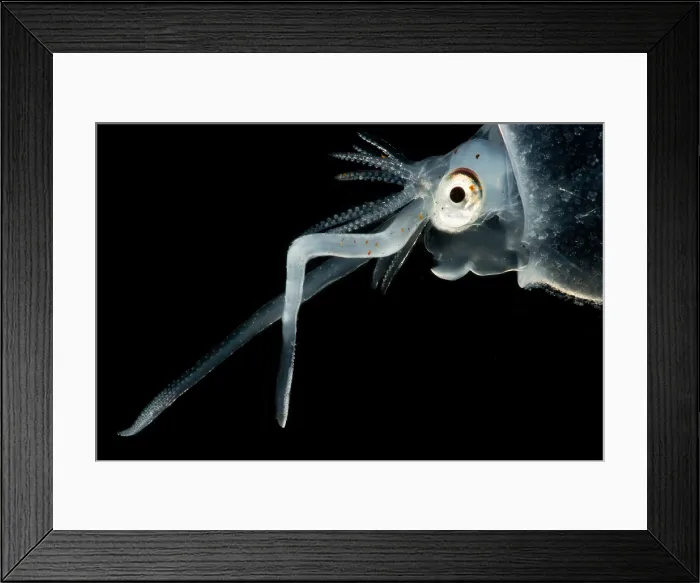 Framed Print : Cockatoo squid (Cranchia scabra)