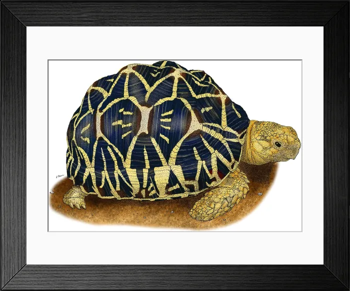 Framed Print : Indian Star Tortoise Framed Print : Indian Star Tortoise