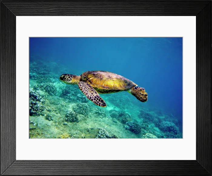 Framed Print : Green Sea Turtle (Chelonia mydas)
