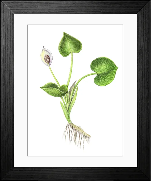 Framed Print : Wild Calla Framed Print : Wild Calla