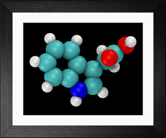 Framed Print : Molecular Model of Indole-3-Acetic Acid Framed Print : Molecular Model of Indole-3-Acetic Acid