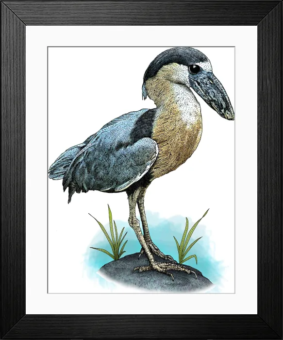 Framed Print : Boat billed heron Framed Print : Boat billed heron
