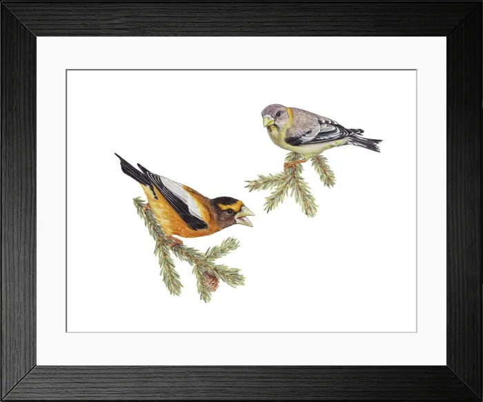 Framed Print : Evening Grosbeaks (Coccothraustes vespertinus)