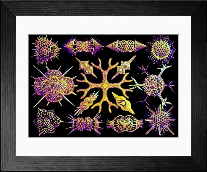 Framed Print : Radiolarians Framed Print : Radiolarians