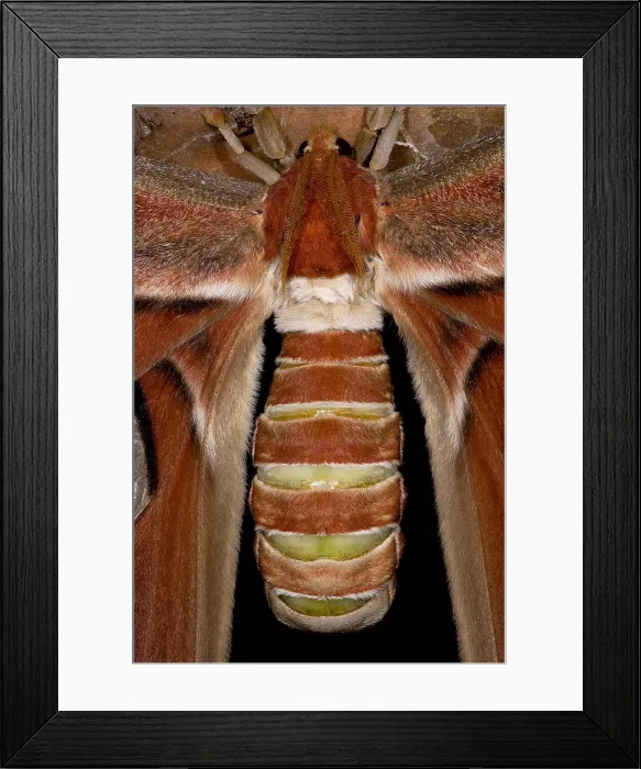Framed Print : Atlas Moth Framed Print : Atlas Moth