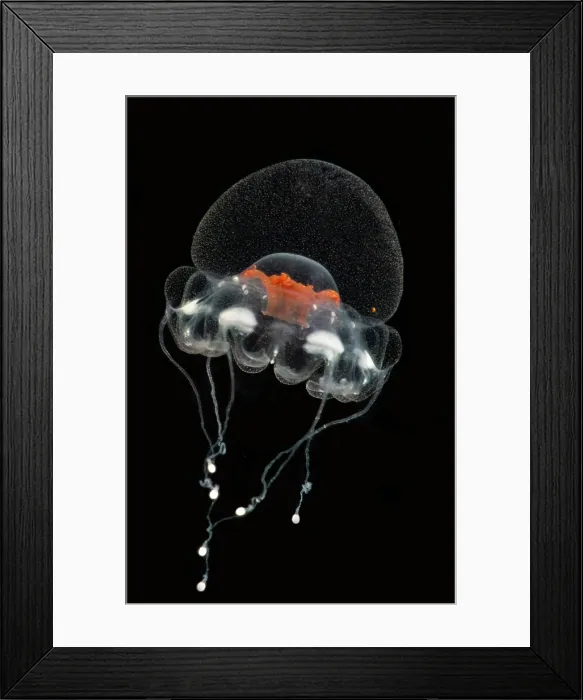 Framed Print : Deep-Water Jellyfish (Atorella cf octogonos) Framed Print : Deep-Water Jellyfish (Atorella cf octogonos)