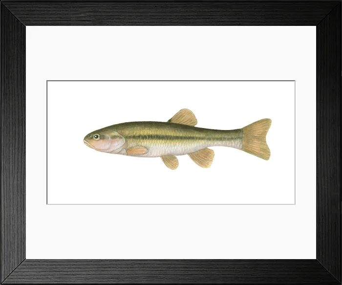 Framed Print : Creek Chub