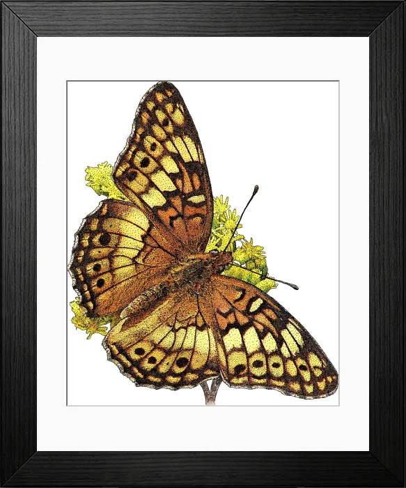 Framed Print : Variegated Fritillary Framed Print : Variegated Fritillary