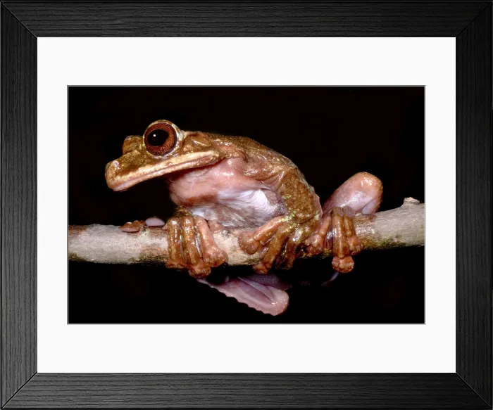 Framed Print : Rabb's Fringe Limb Tree Frog Framed Print : Rabb's Fringe Limb Tree Frog