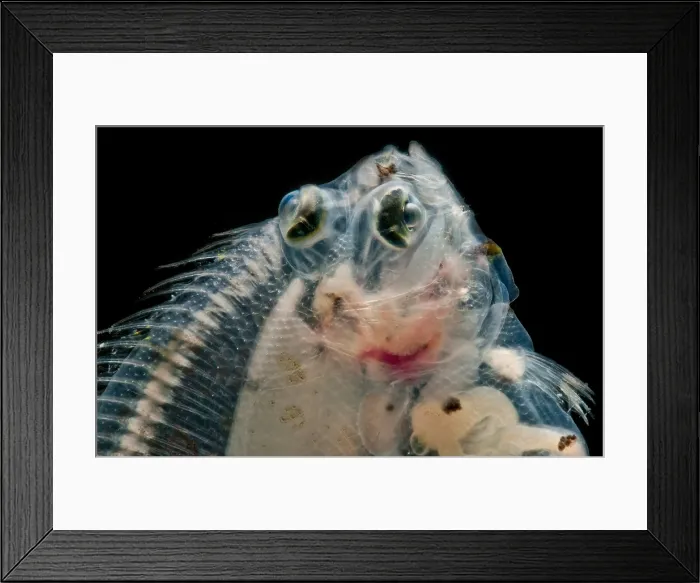 Framed Print : Deepwater Dab Framed Print : Deepwater Dab