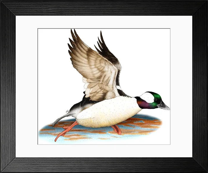 Framed Print : Bufflehead Drake Framed Print : Bufflehead Drake