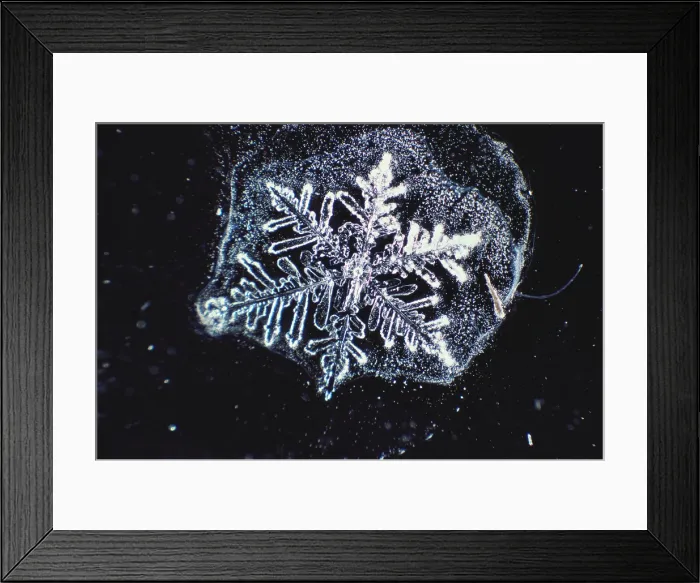 Framed Print : Snowflake Framed Print : Snowflake