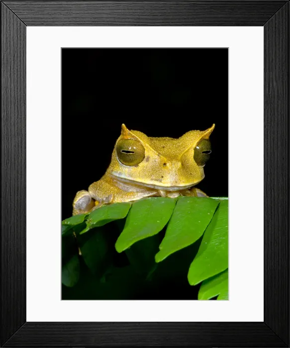 Framed Print : Marsupial Frog