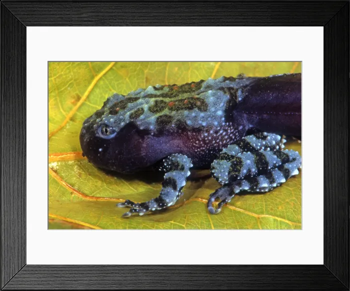 Framed Print : Vietnamese Moss Frog Framed Print : Vietnamese Moss Frog