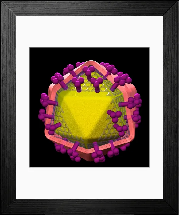 Framed Print : HIV. 3D computer graphic of HIV, the AIDS virus Framed Print : HIV. 3D computer graphic of HIV, the AIDS virus