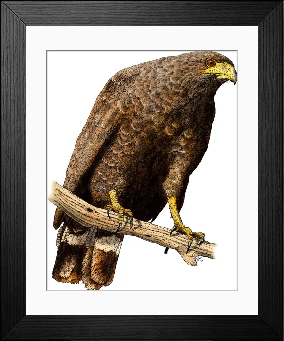 Framed Print : Common Black Hawk Framed Print : Common Black Hawk