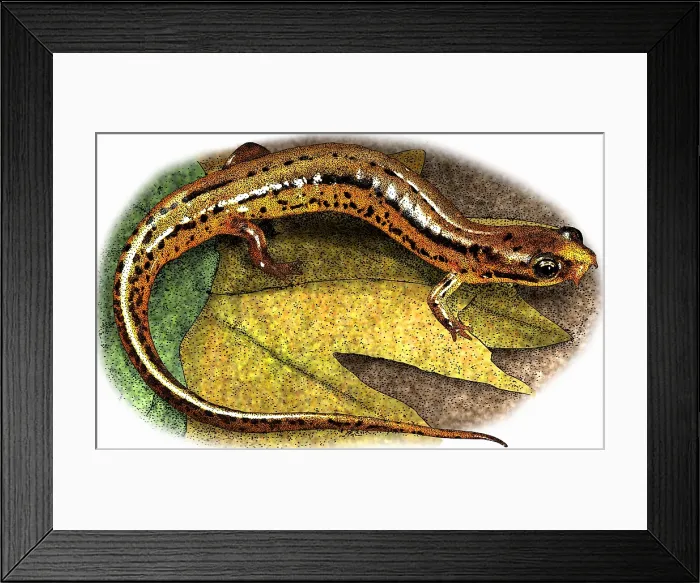 Framed Print : Patch Nosed Salamander Framed Print : Patch Nosed Salamander