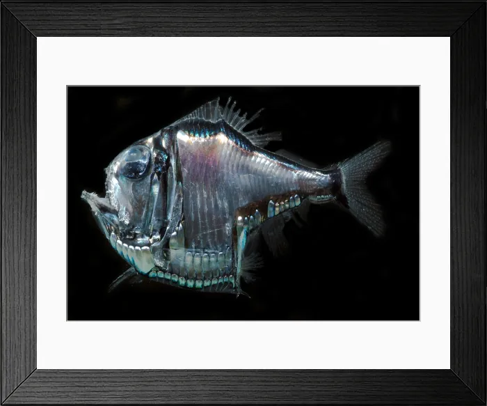 Framed Print : Lovely Hatchetfish (Argyropelecus aculeatus) Framed Print : Lovely Hatchetfish (Argyropelecus aculeatus)