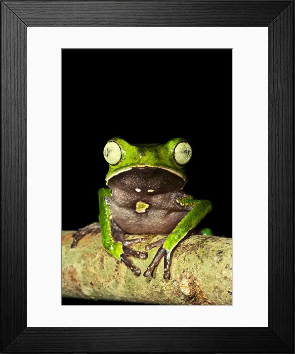 Framed Print : Monkey Frog