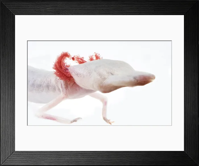 Framed Print : Texas Blind Salamander (Eurycea rathbuni) Framed Print : Texas Blind Salamander (Eurycea rathbuni)