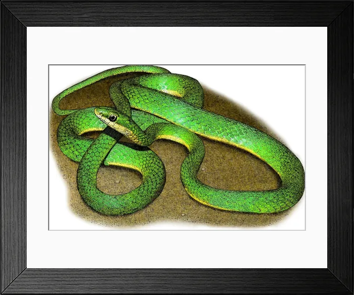 Framed Print : Rough Green Snake, Illustration Framed Print : Rough Green Snake, Illustration