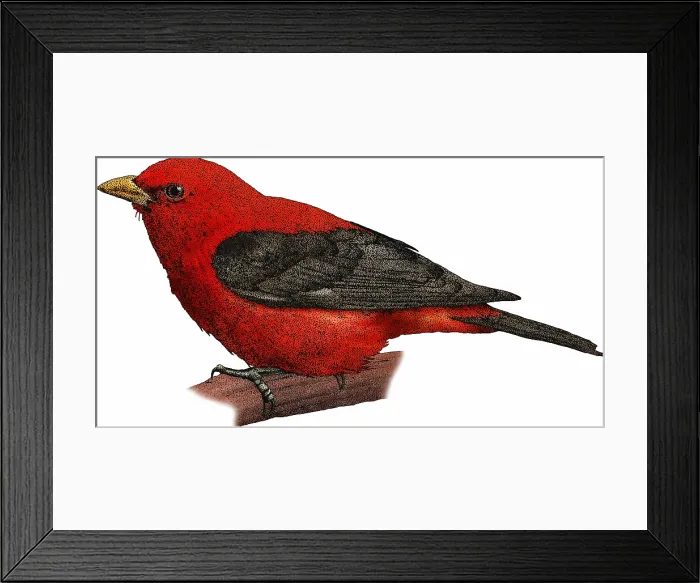 Framed Print : Scarlet Tanager Framed Print : Scarlet Tanager