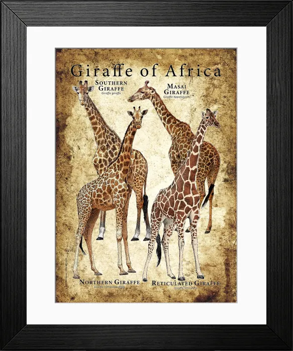 Framed Print : Giraffes of Africa