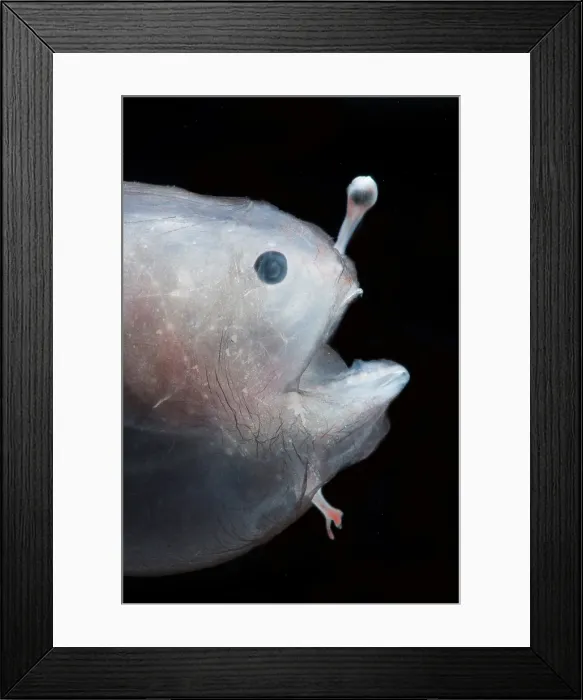 Framed Print : Larval female anglerfish, Linophrynidae Framed Print : Larval female anglerfish, Linophrynidae