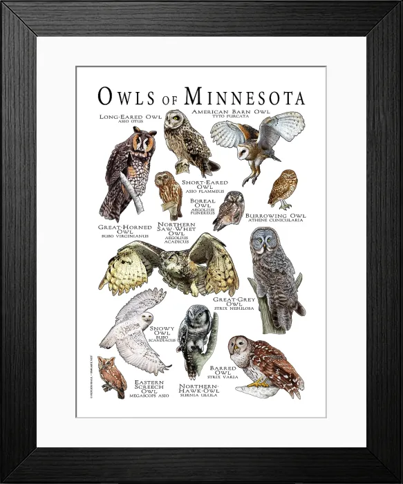 Framed Print : Owls of Minnesota Framed Print : Owls of Minnesota