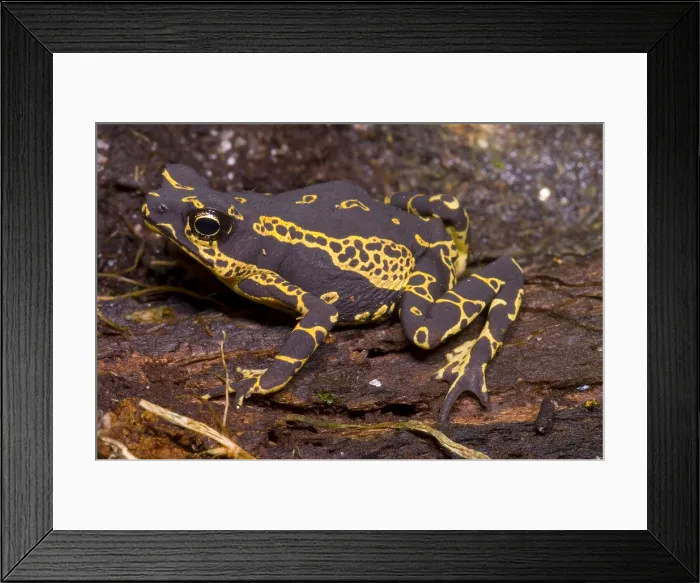 Framed Print : Lowland Harlequin Frog