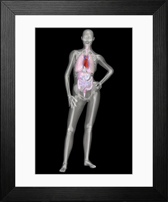 Framed Print : Human Skeleton and Organ Systems Framed Print : Human Skeleton and Organ Systems