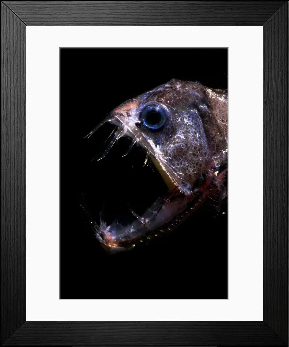 Framed Print : Pacific Viperfish Framed Print : Pacific Viperfish