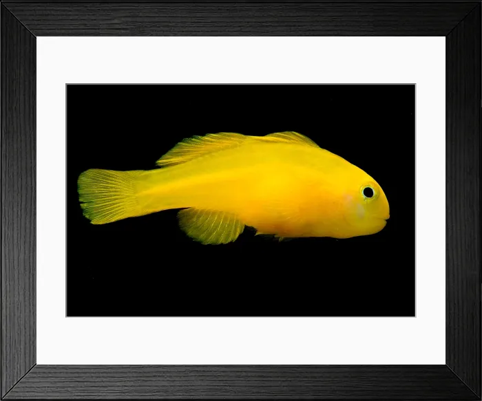 Framed Print : Okinawa Goby Framed Print : Okinawa Goby