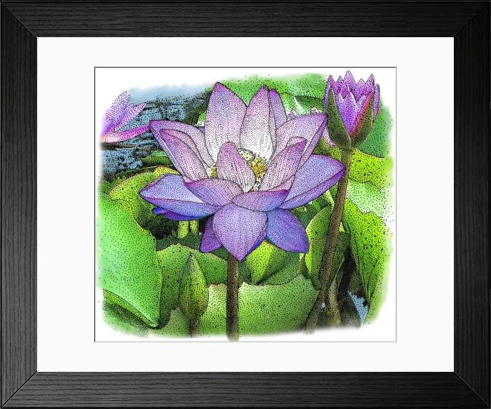 Framed Print : Lotus Flower Framed Print : Lotus Flower